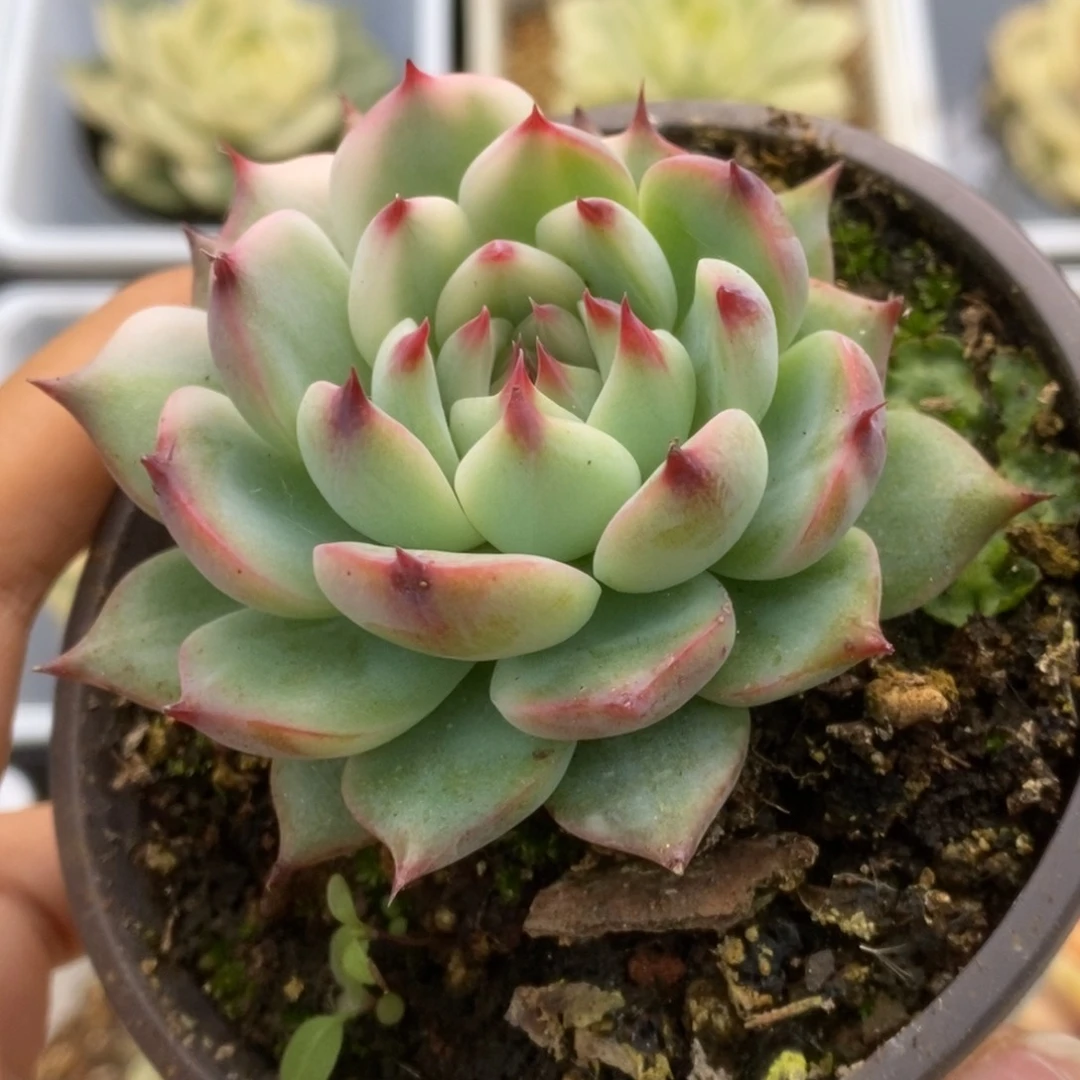 415锦锦锦锦锦锦锦锦
