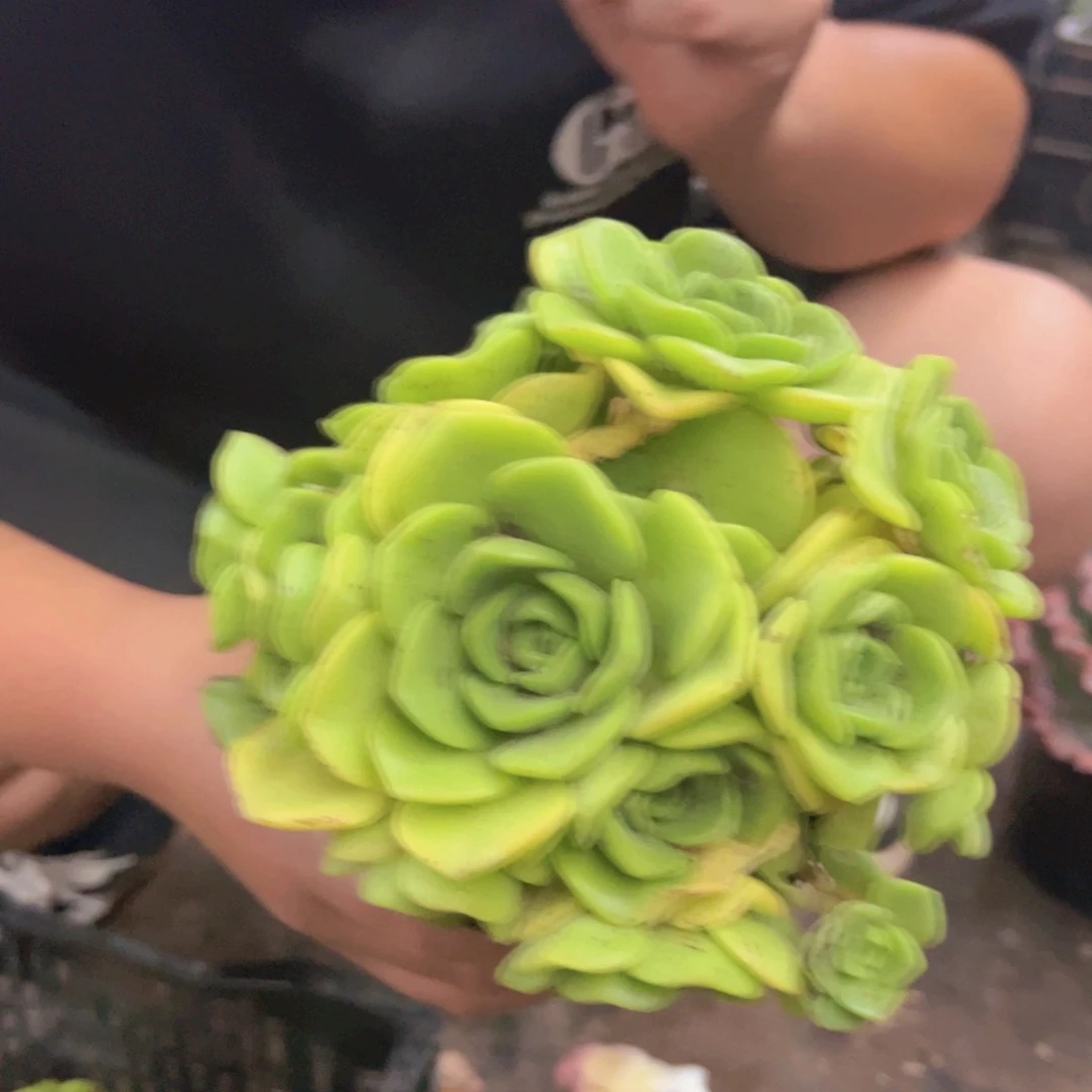 百合莉莉整装整群