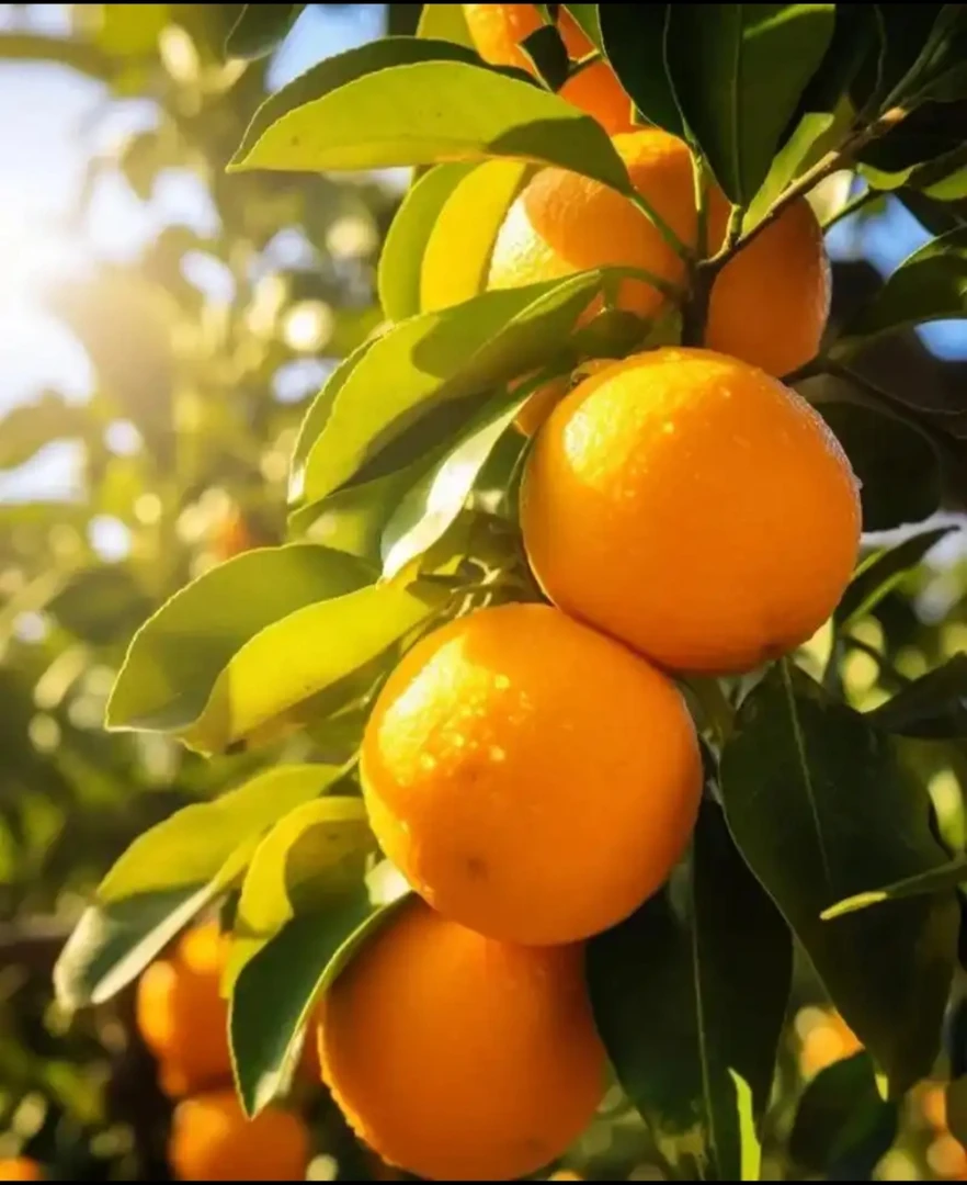 【清甜多汁】正宗赣南脐橙新鲜应季水果10/20斤现摘现发包邮