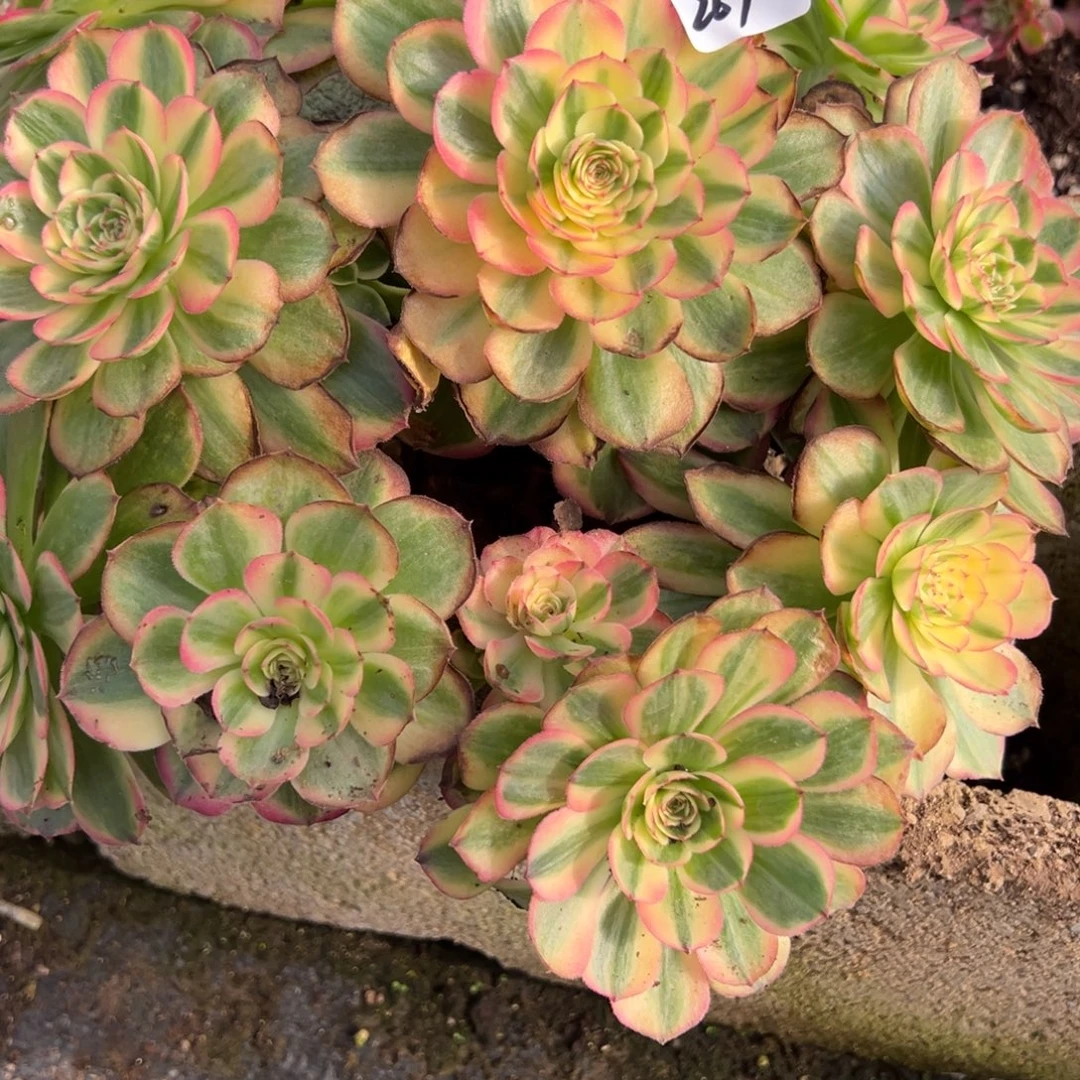 269海神多肉多肉多肉