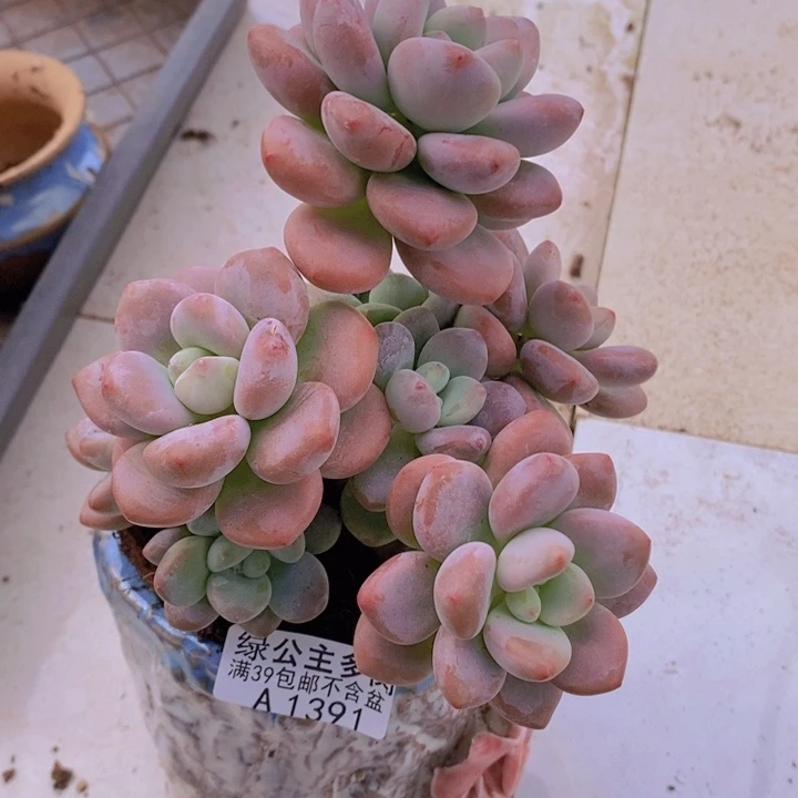 樱花洛神10cm1391多肉植物