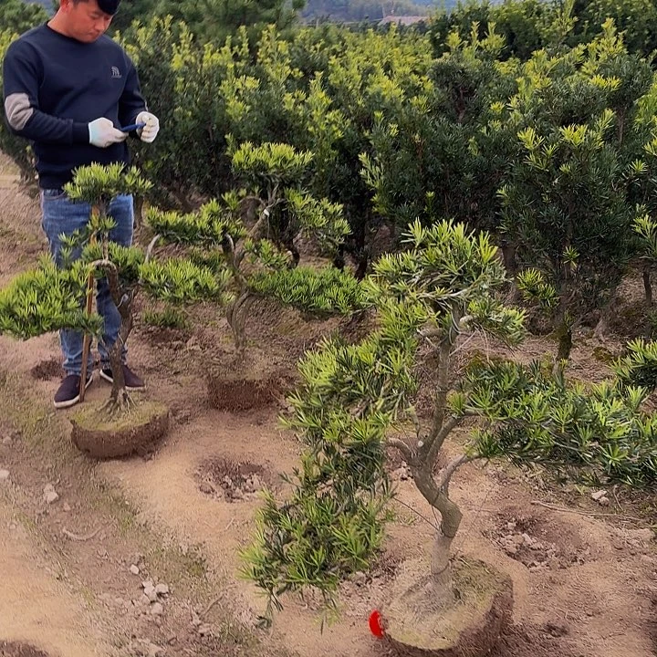 无花朵罗汉松80高