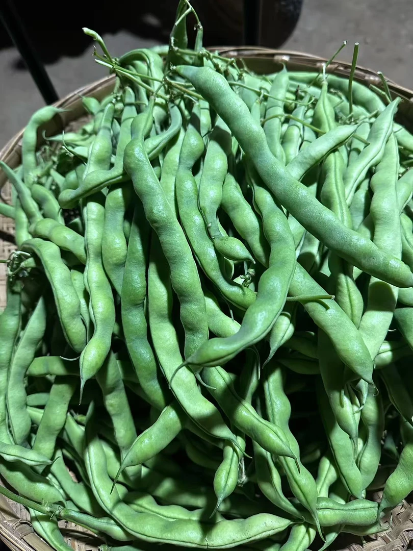 贵州农家露天种植新鲜四季豆现摘现卖