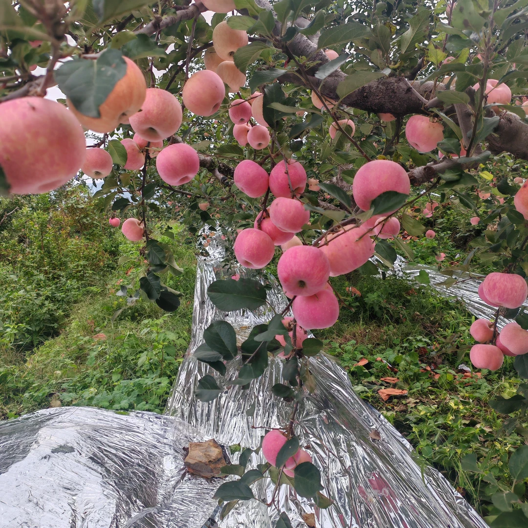 头茬蒙阴红富士冰糖心苹果新鲜采摘脆甜多汁产地现采现发