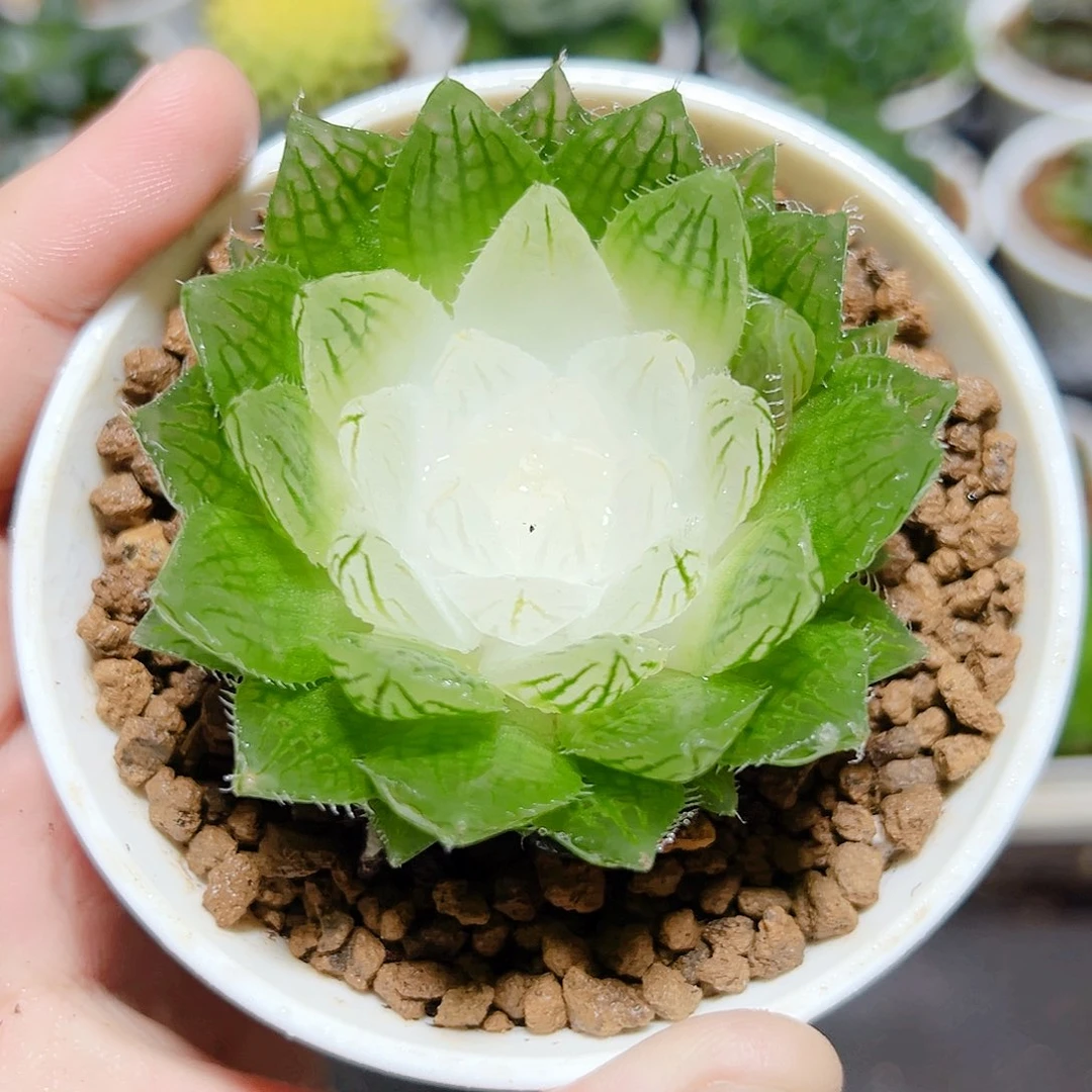 水晶宝莲灯原盆原土