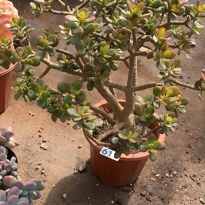 612树 一物一拍多肉