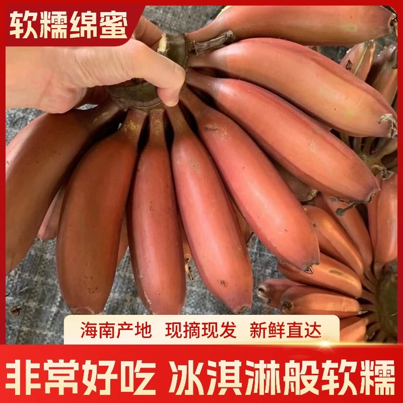 海南三亚红美人香蕉新鲜水果软糯香甜自然熟现摘现发