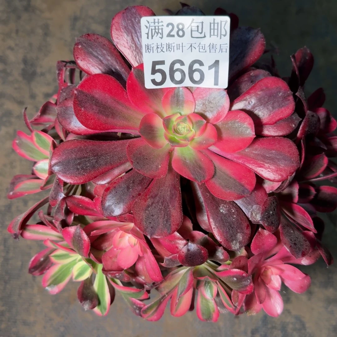 5661美杜莎不包断枝