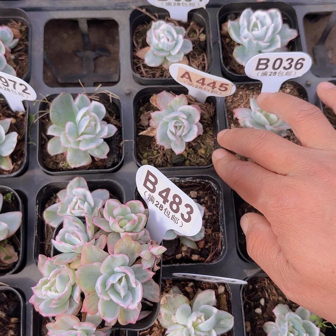 斯*孙A445伯克利锦一物一拍