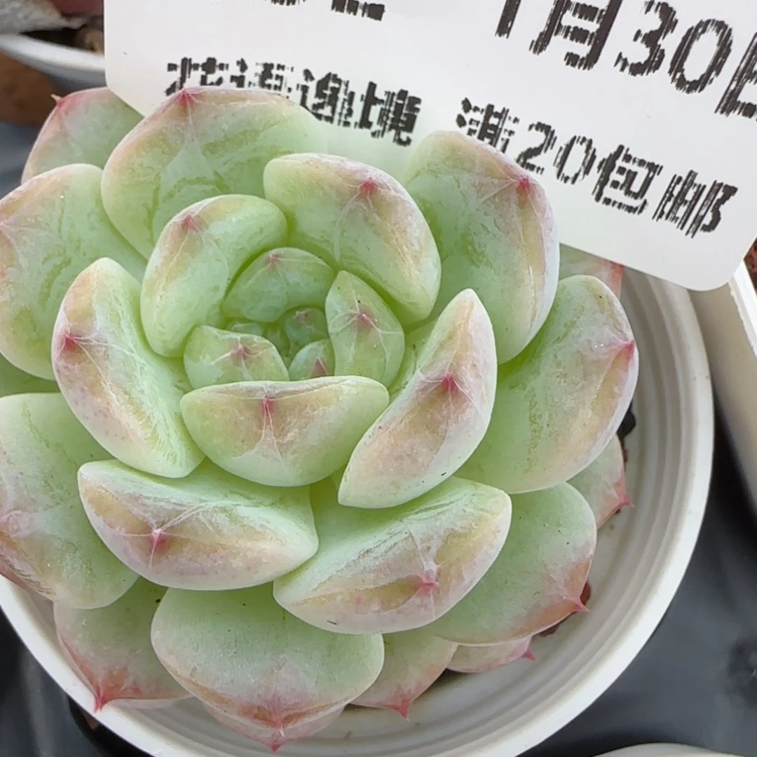 花语逸镜0130-152