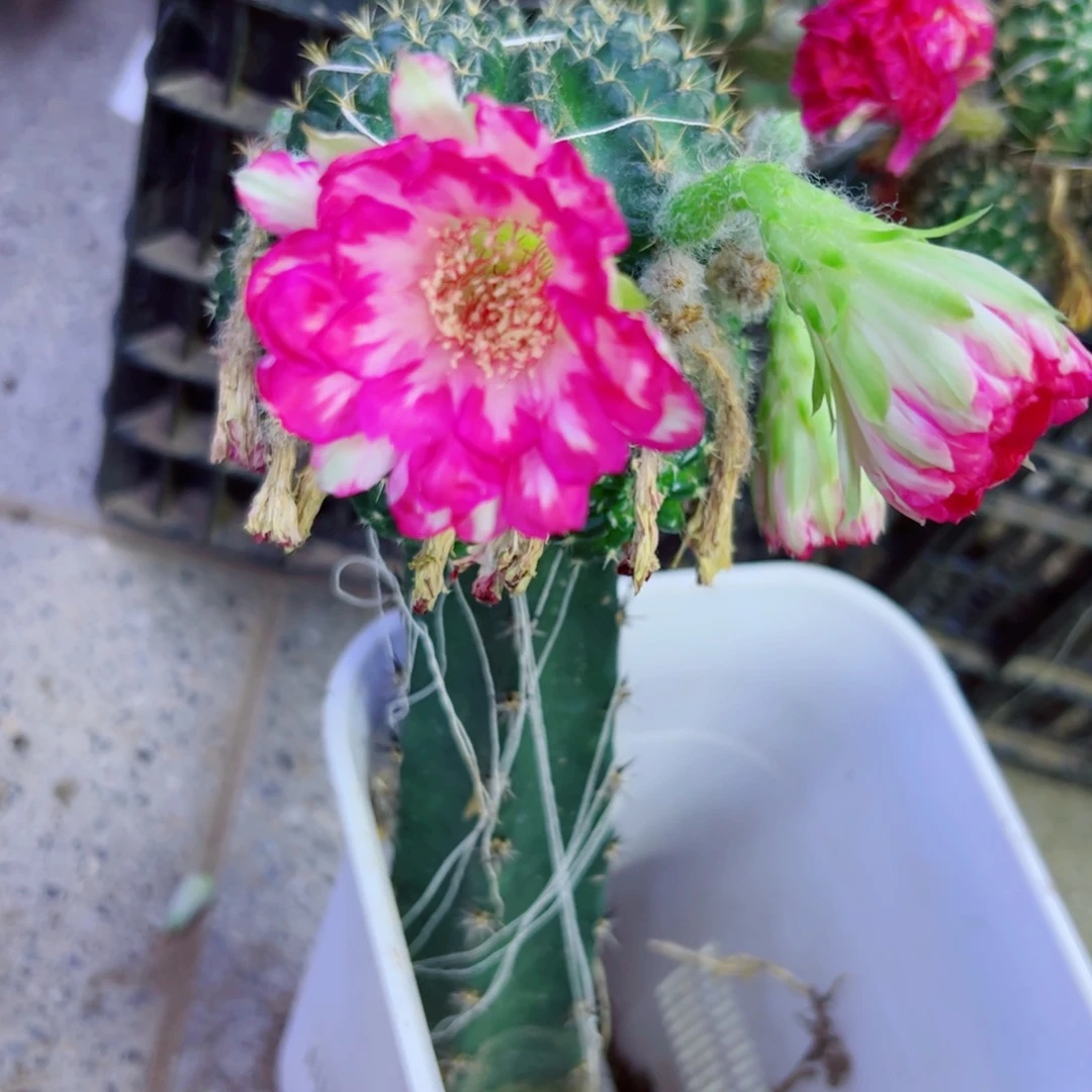 下63黑刺嫁接丽花斑点歪掰花脱土发货