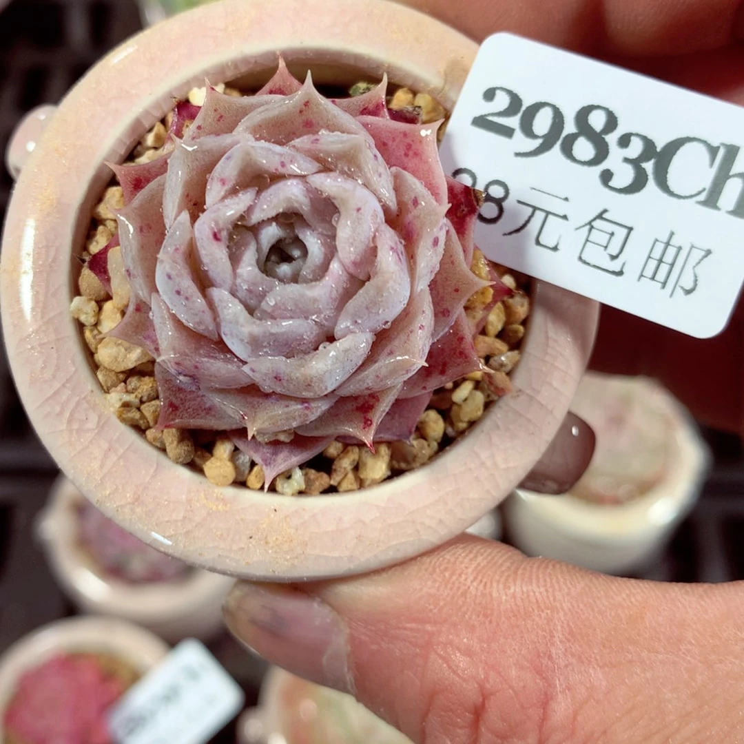 5厘米盆精控多肉2983