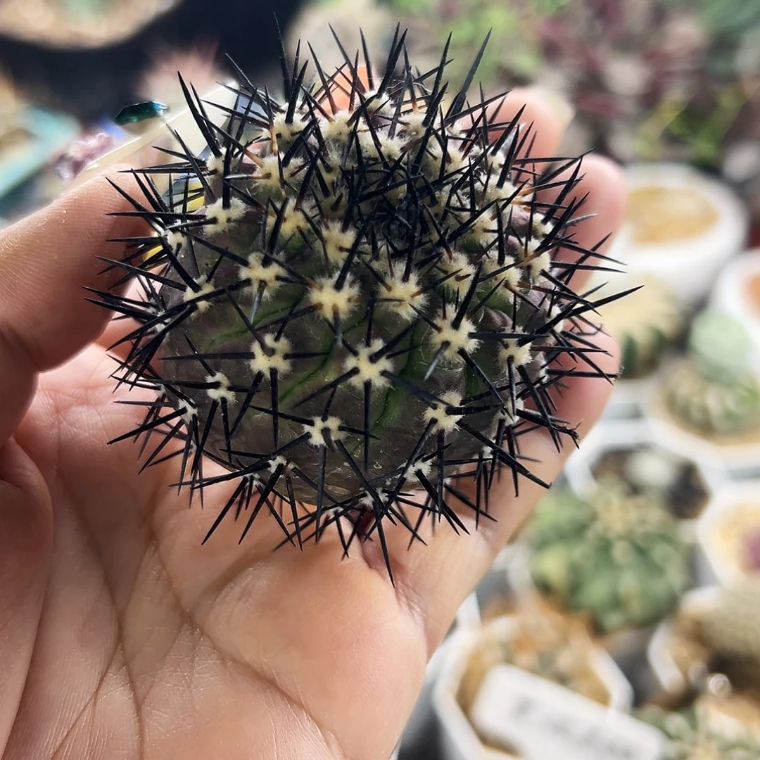 黑王仙人球6666666