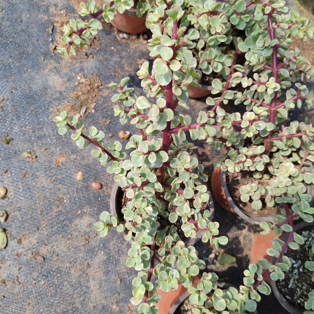 盆栽金枝玉叶脱土裸根发货拍一发二（一单包邮）