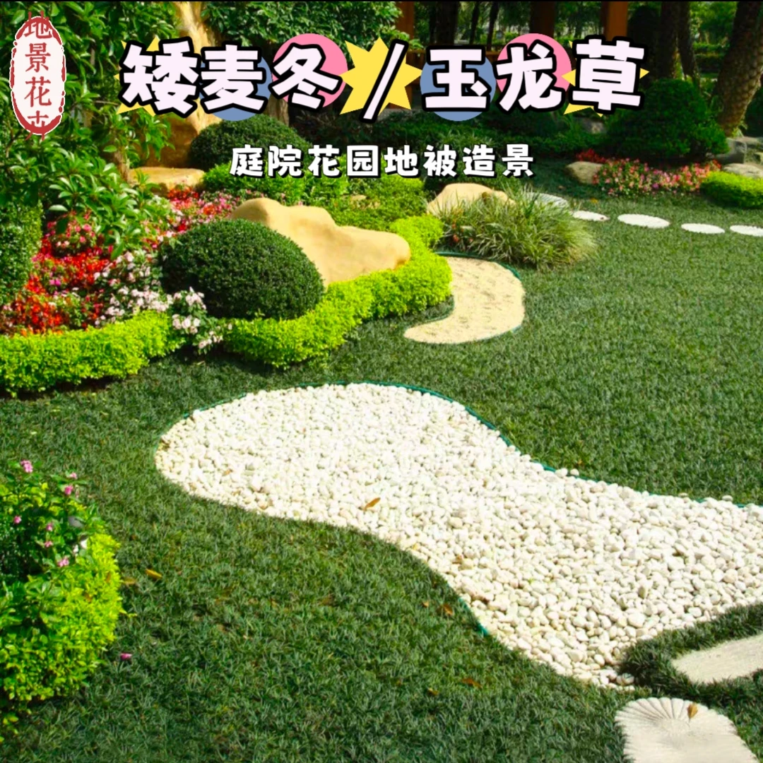 日本矮麦冬玉龙草方盘庭院地被四季常绿带土玉龙草庭院园林绿化