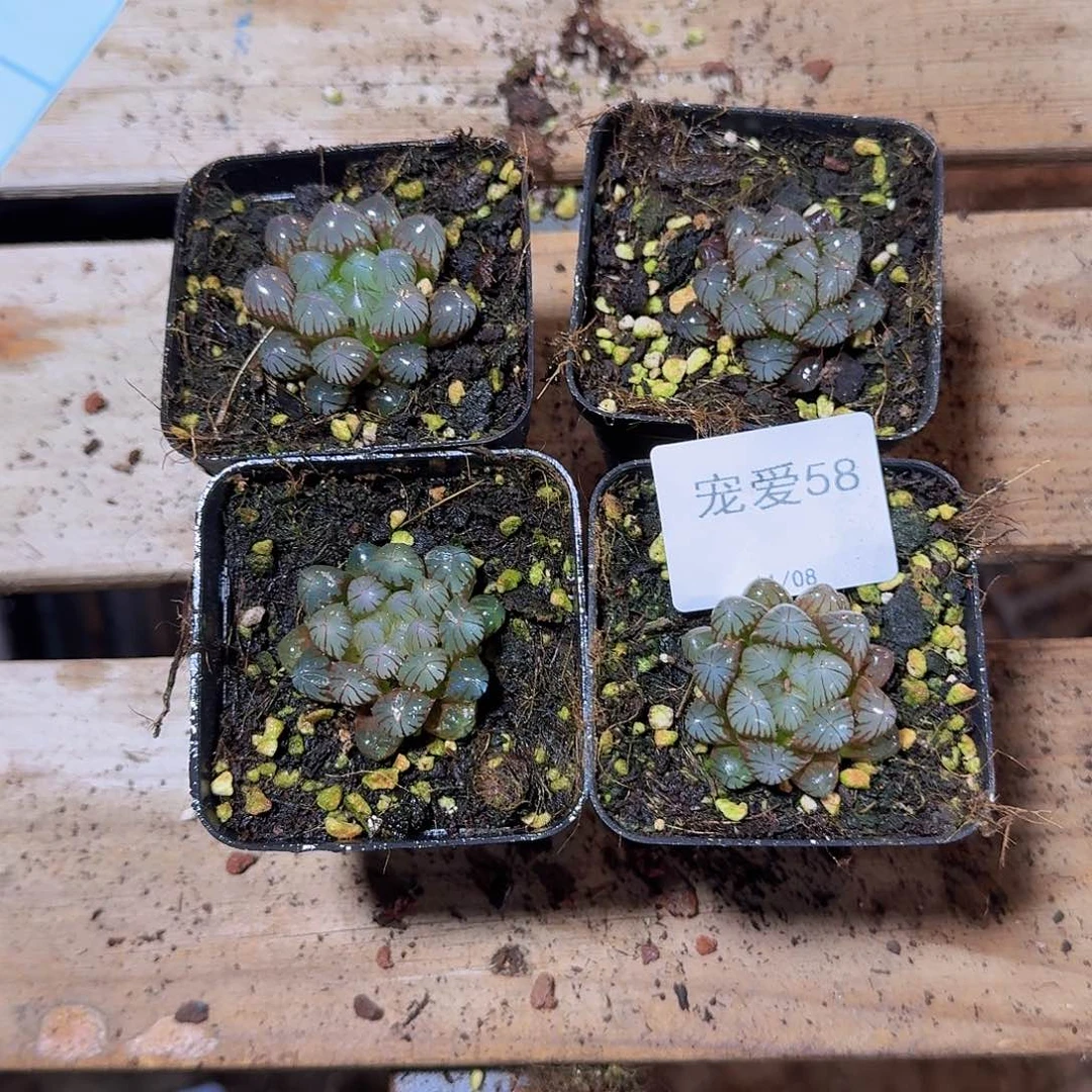 晚上福利一物一拍58