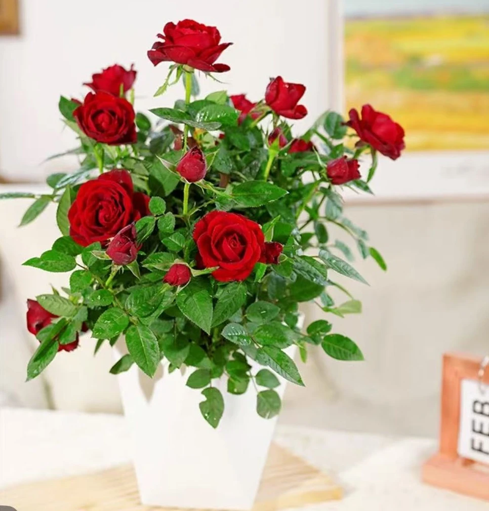 月季花苗鲜花玫瑰花四季开花阳台盆栽花卉带花苞爬藤植物多头蔷薇