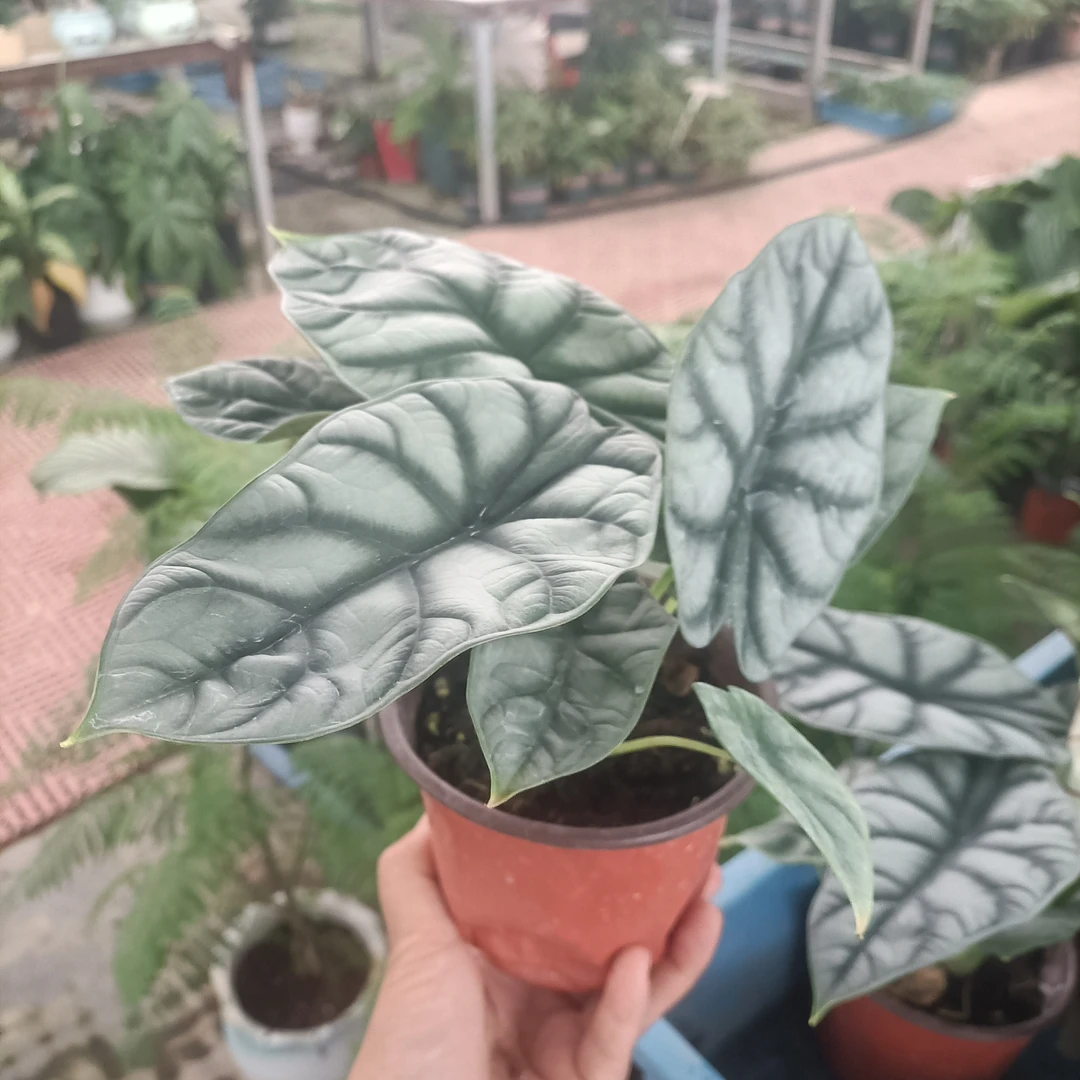 【只发新疆】白犀牛杰克林橙柄全疆包邮绿植盆栽室内