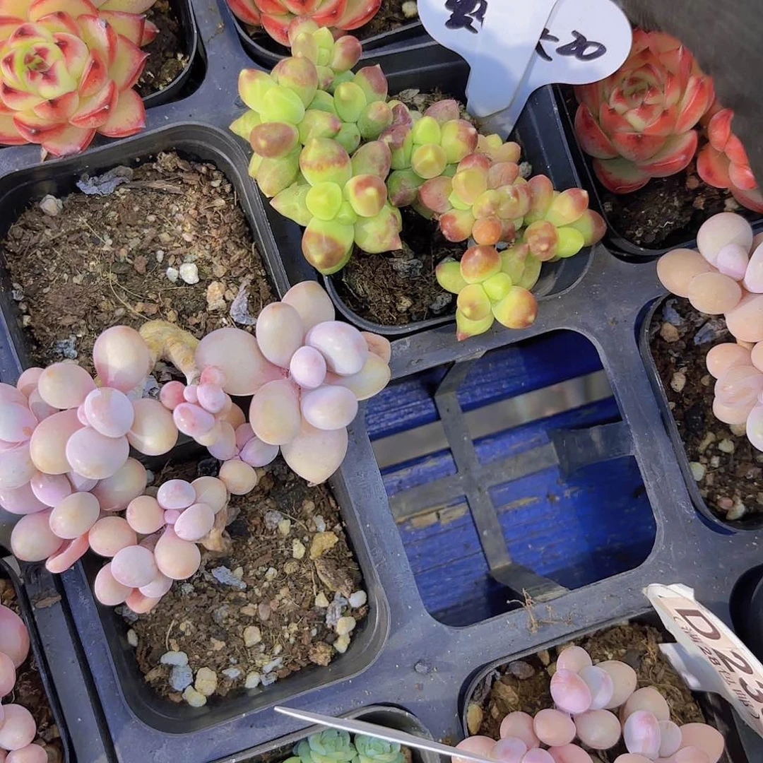 A683金龟子一物一拍