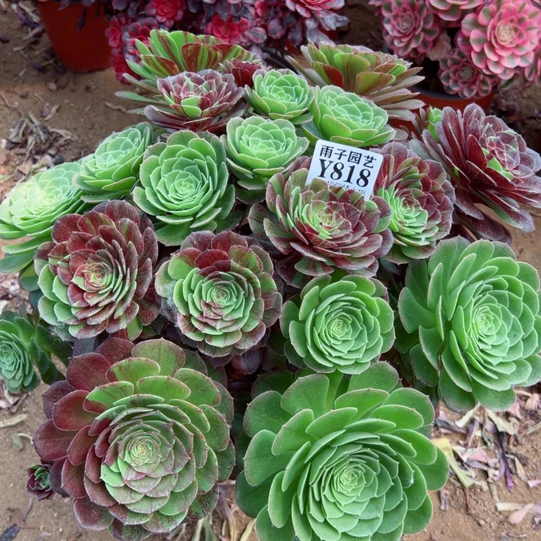 818花夜叶尺寸40左右