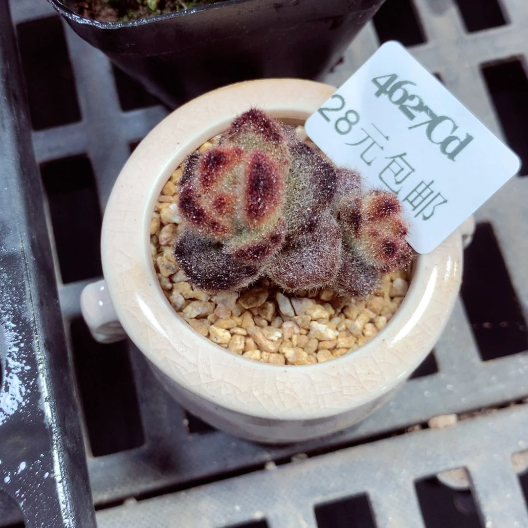 5厘米盆精控多肉4627