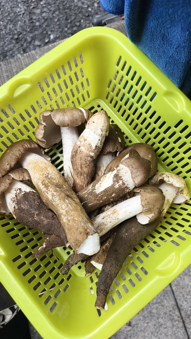 四川熊姐家野生三塔菇精品骨朵1斤/2斤/3斤