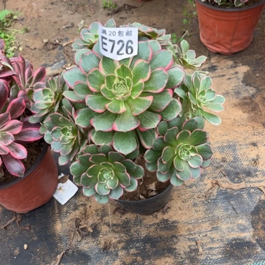 726粉花妖不包断枝