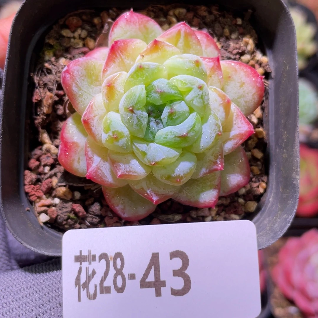 花利美28-43冰钻