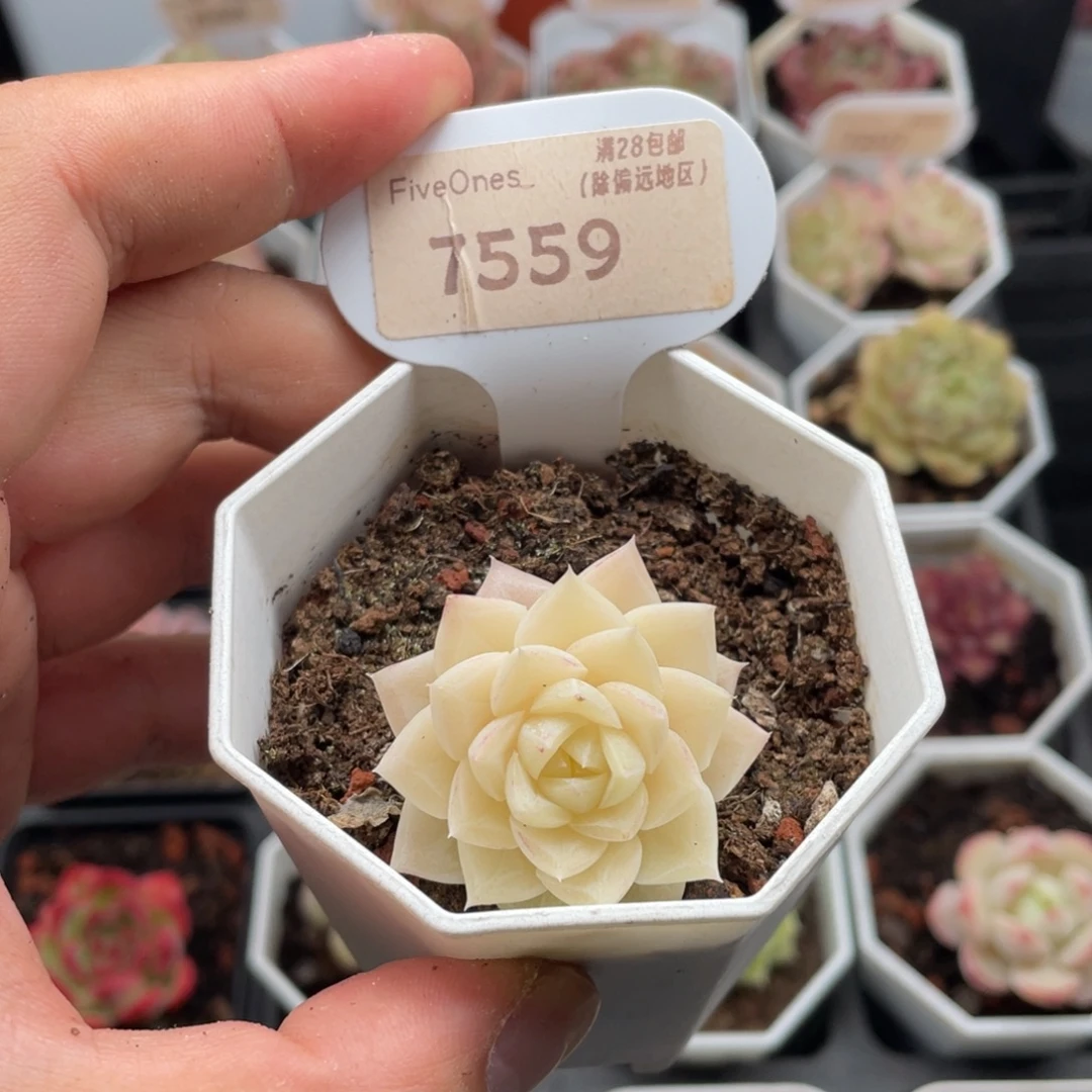 白天鹅7559-4厘米