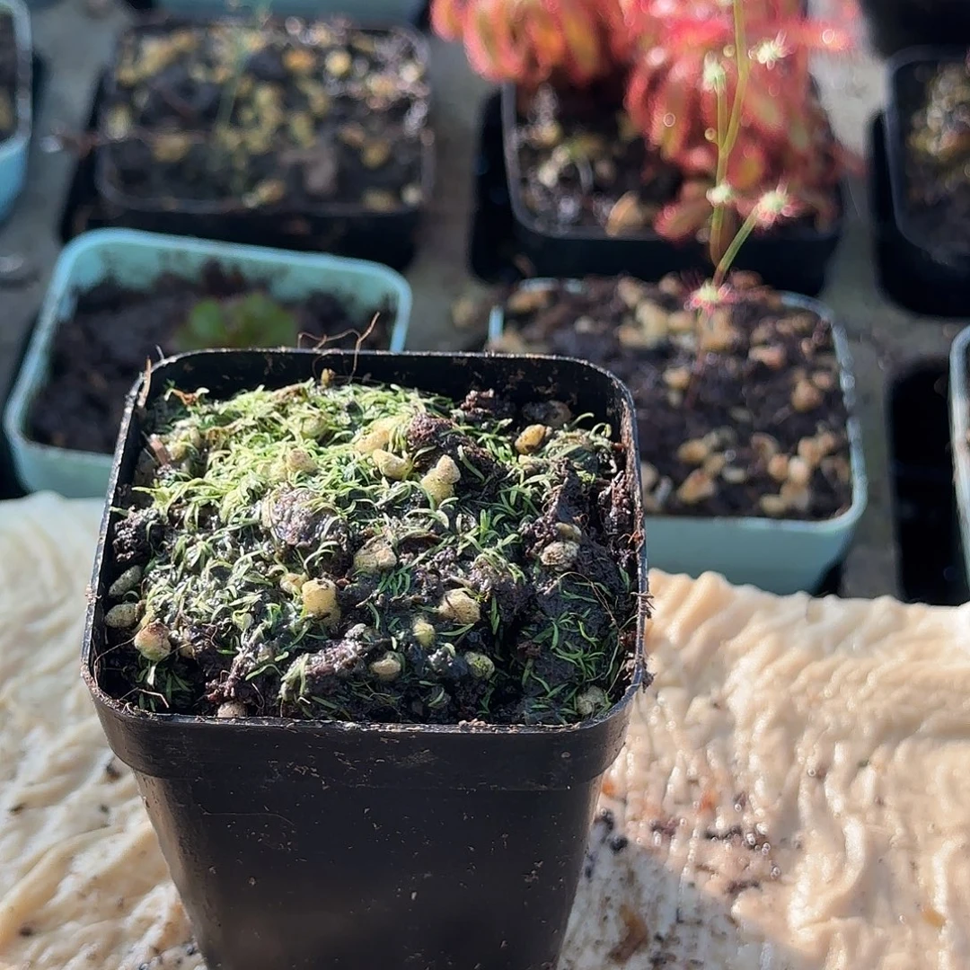 完全开放斜果狸藻科