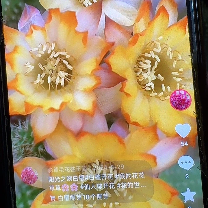 阳光之吻一坨白檀侧芽火龙果嫁接。掉崽不售后