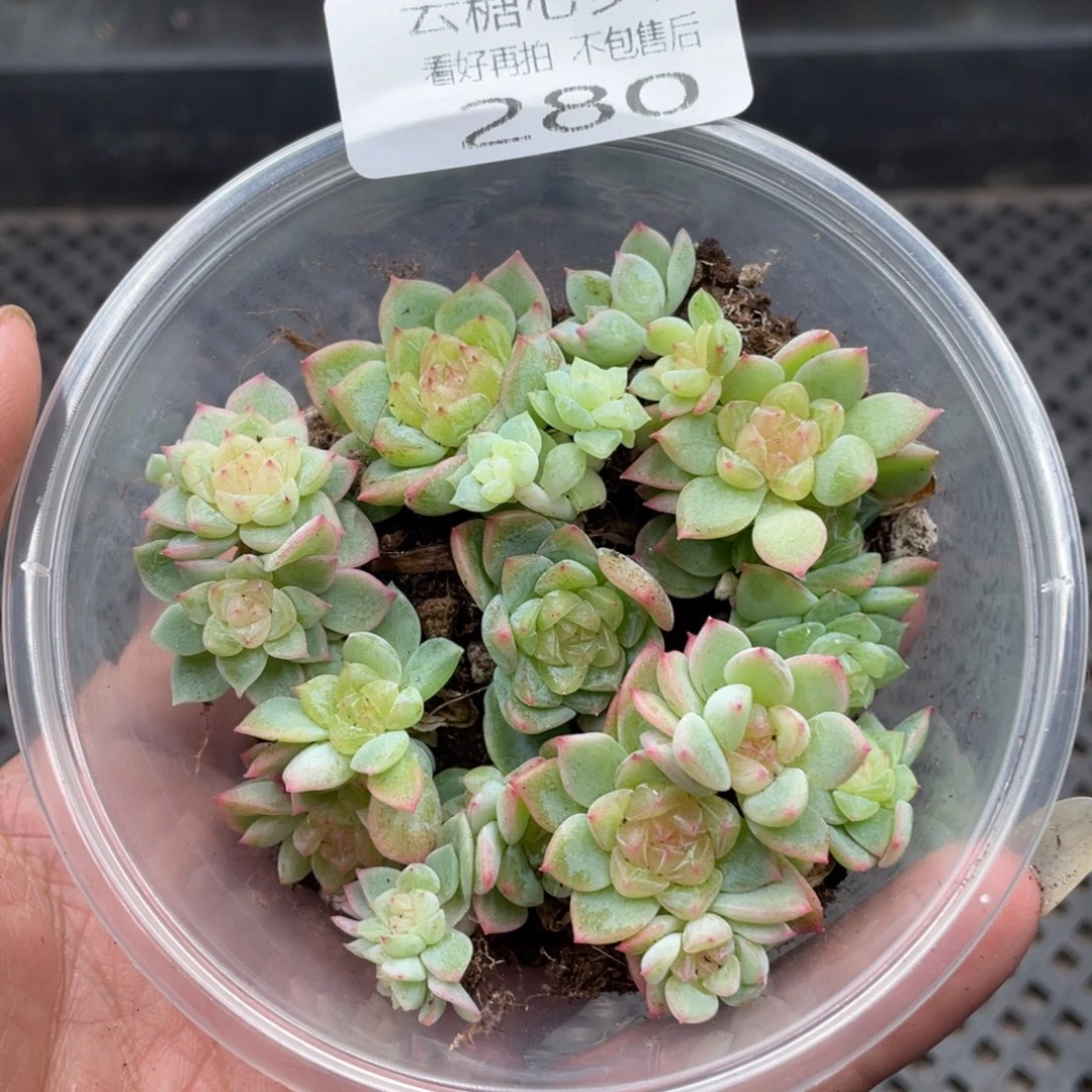 云糖心多肉植物280