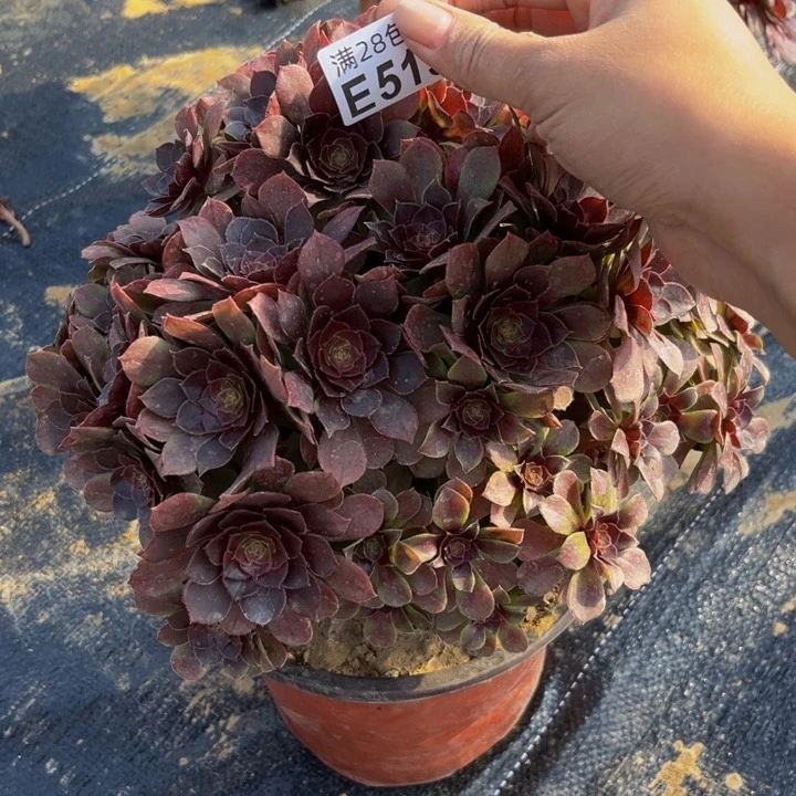 515多肉植物一物一拍