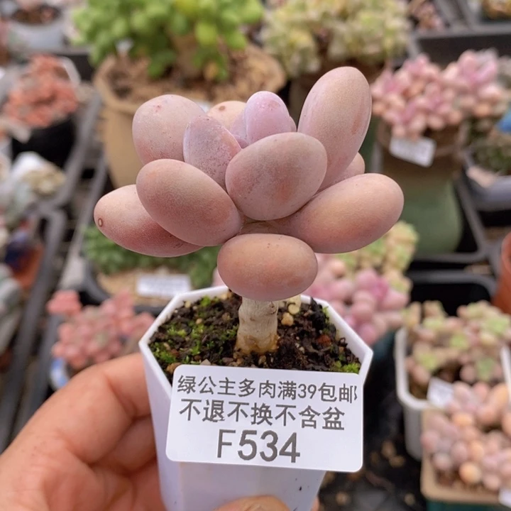 橙雪球单头534多肉植物