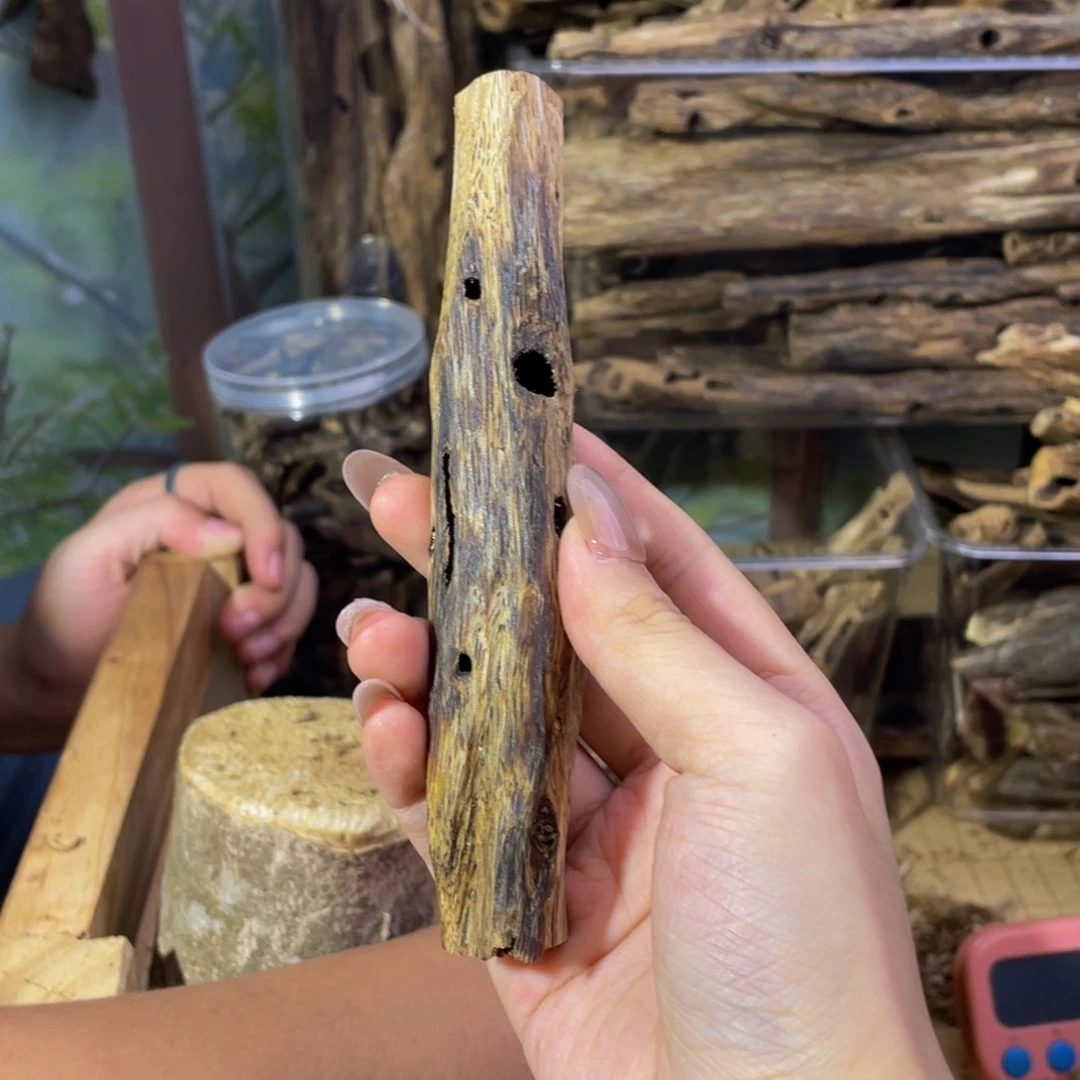 沉香碎屑沉香荣*轩虫漏福利22克74