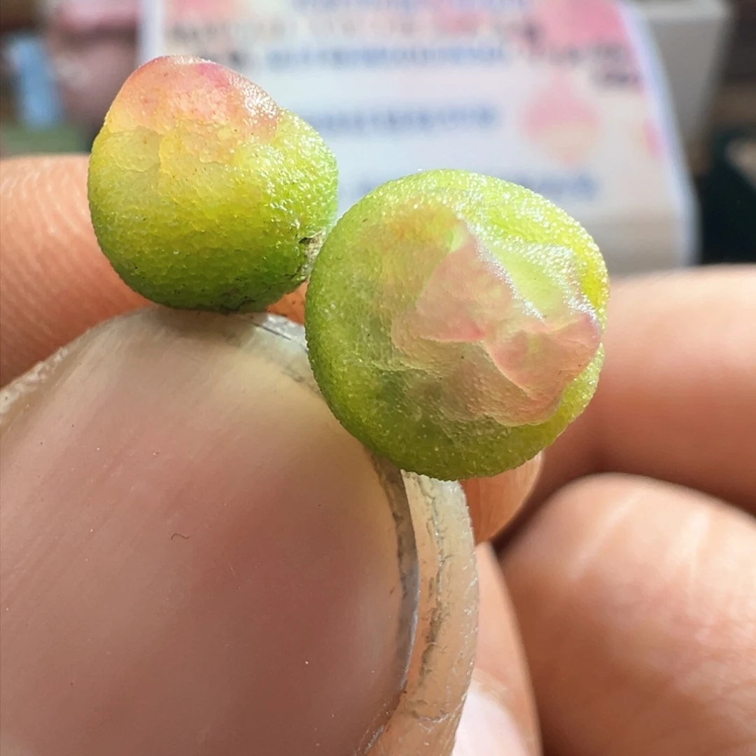 647开播福利紫皮拉登两颗