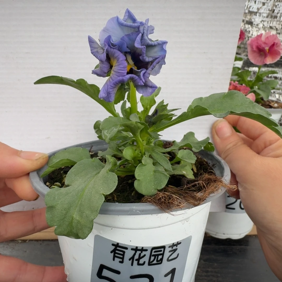 无花朵521号角堇