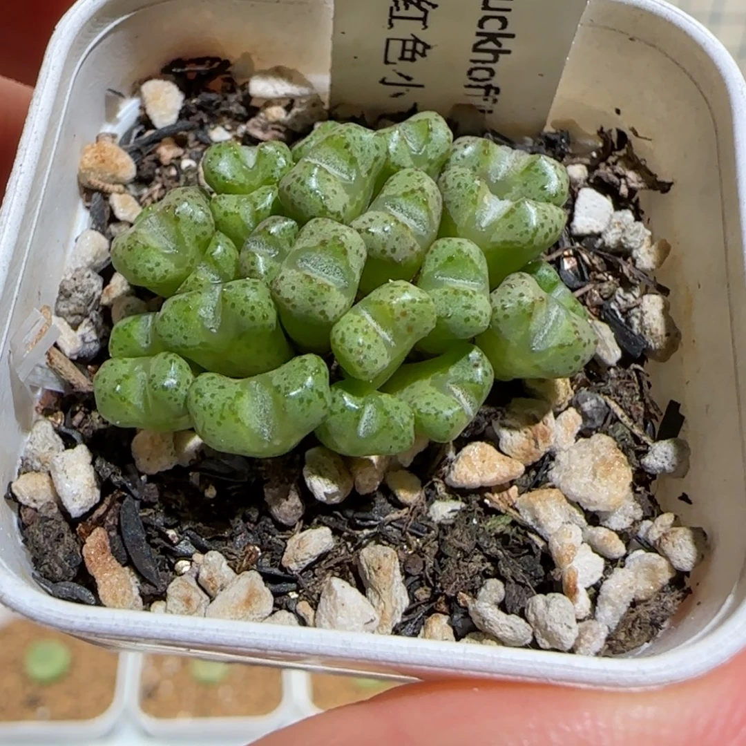 肉锥多肉植物组合-小飞201