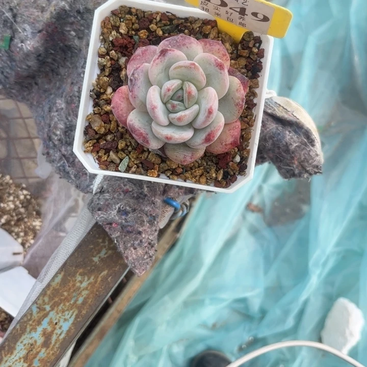 往**生多肉植物1111橙子