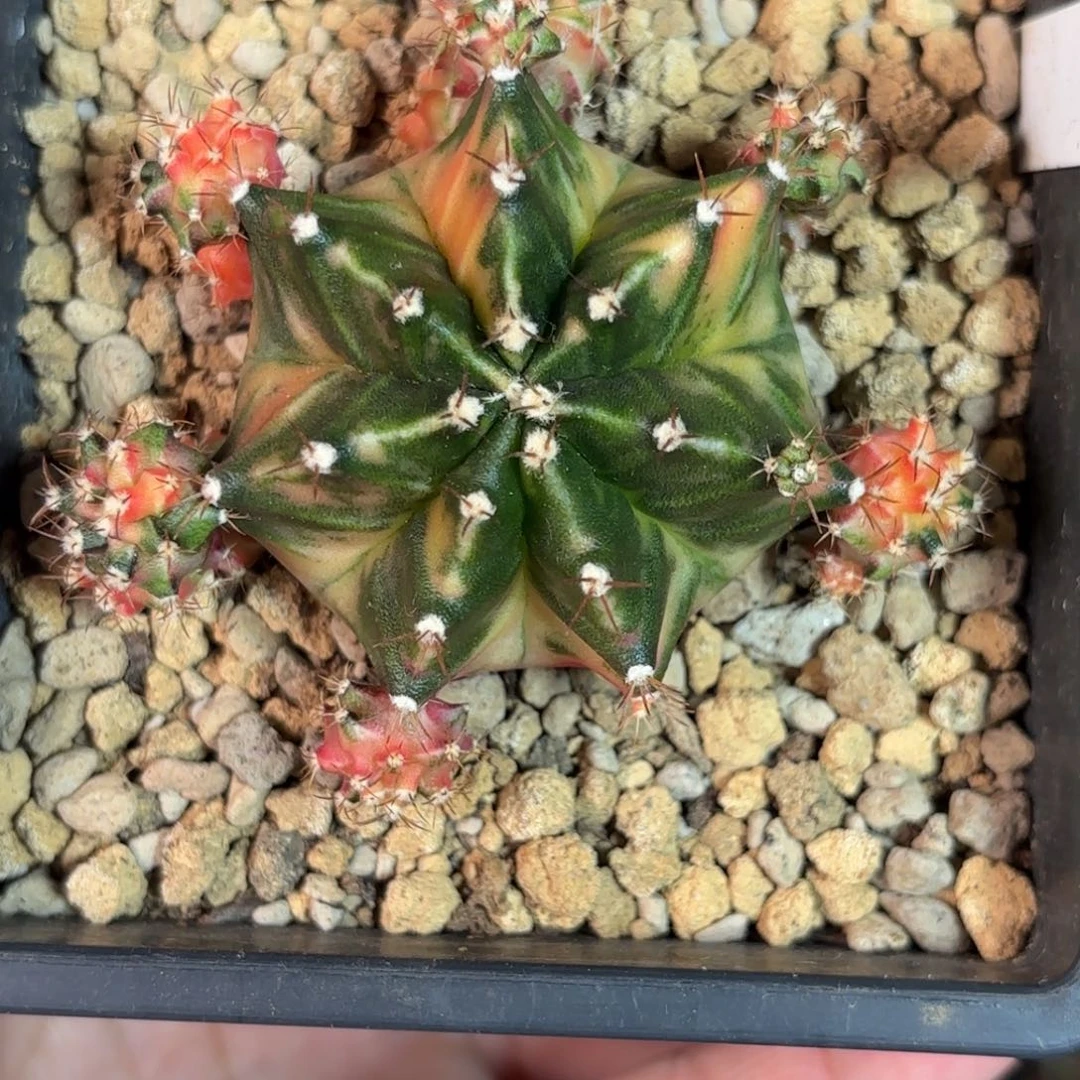 泰系米哈仙人球母本