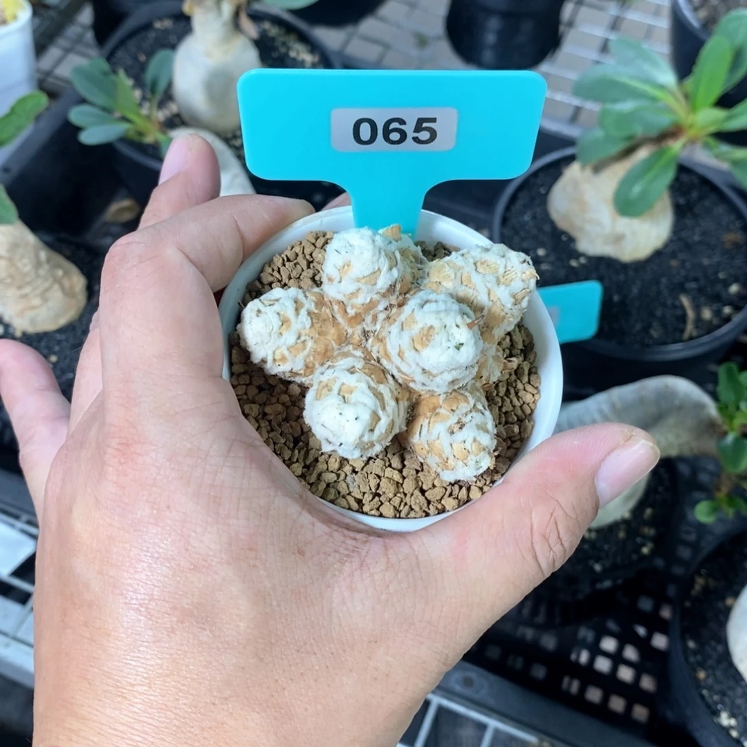 刨花厚炖菊多肉植物