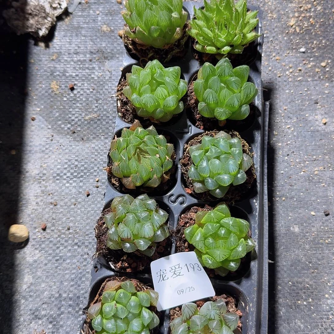 直播福利一物一拍193