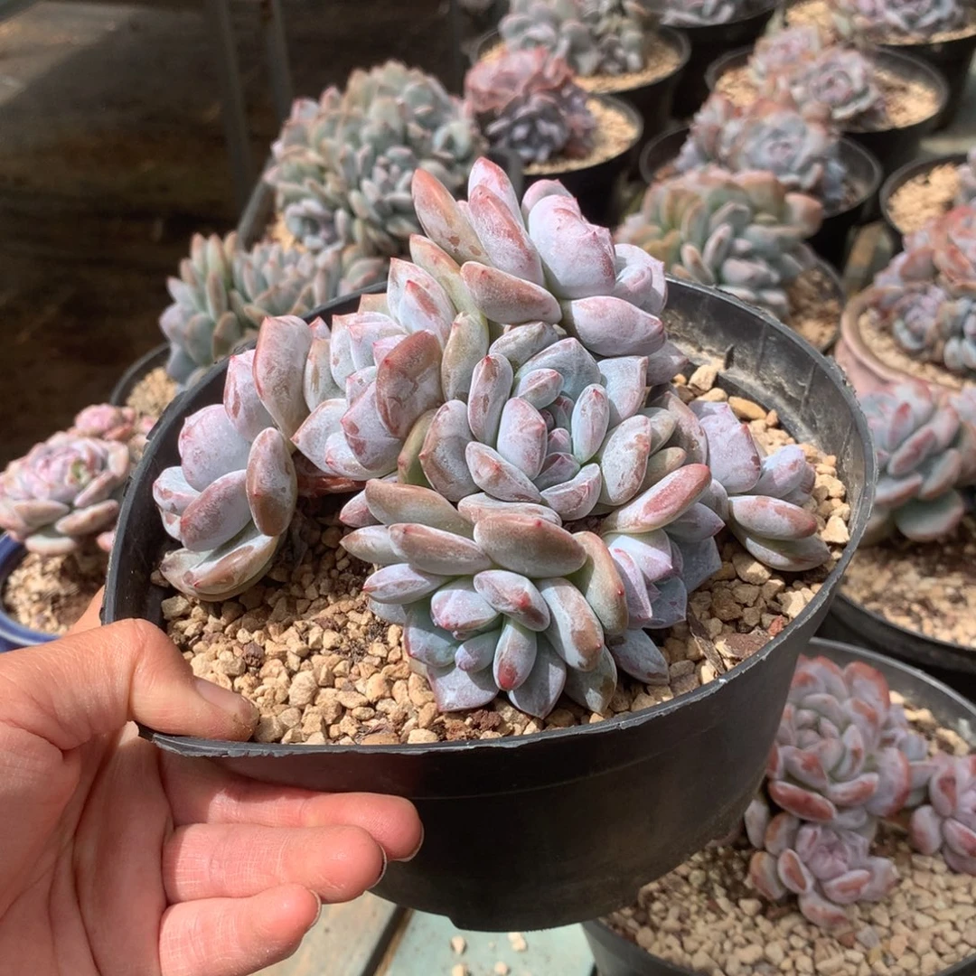 无花朵花花花花花花花花14