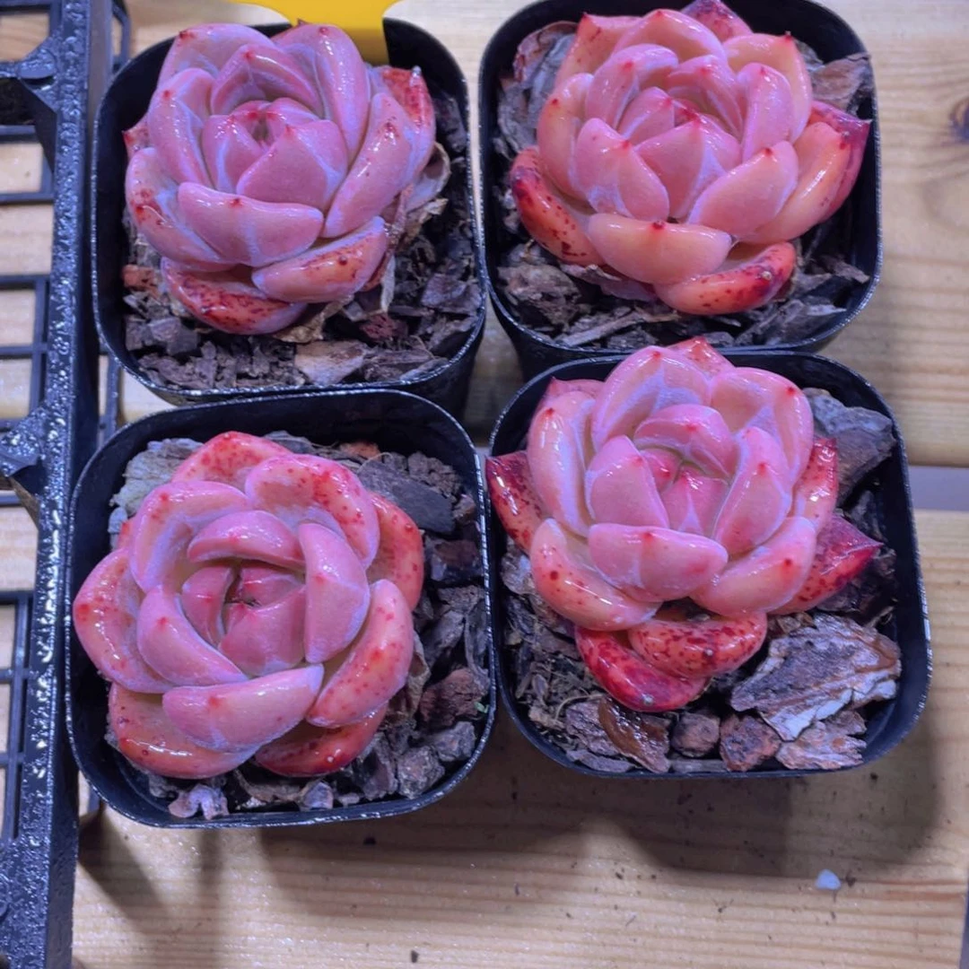 300号 全状态丸叶q橙单头一个