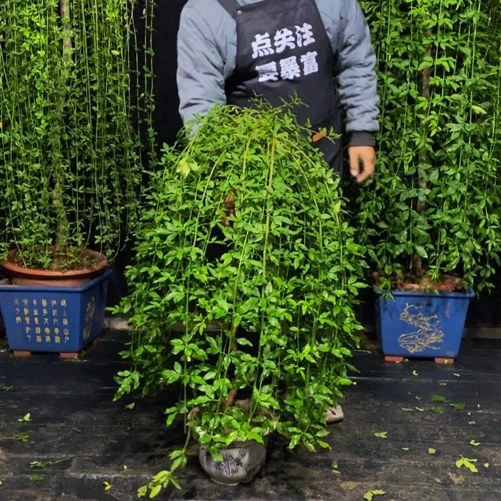 探春花，一物一拍，