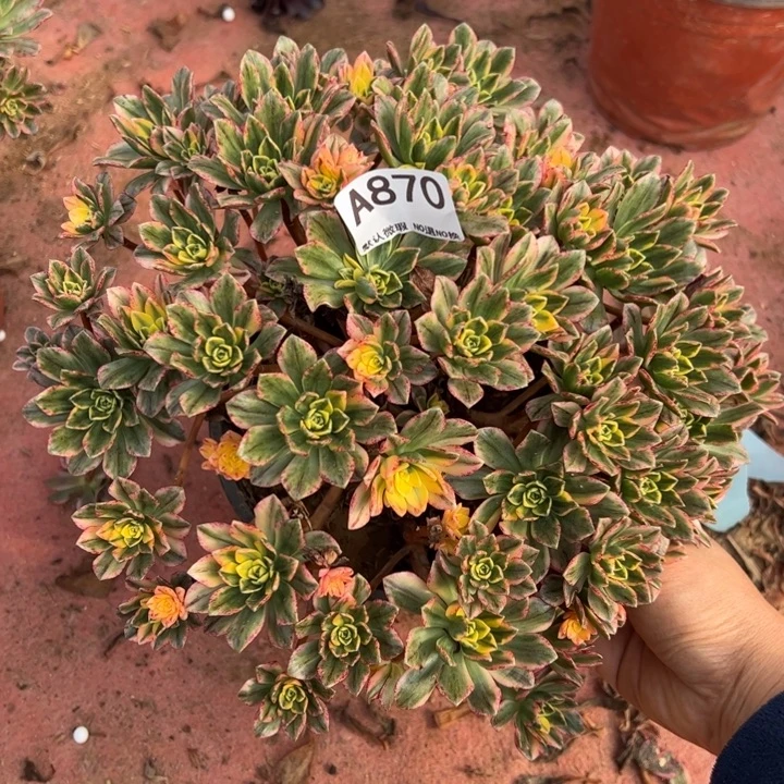 甜茶多肉植物870.