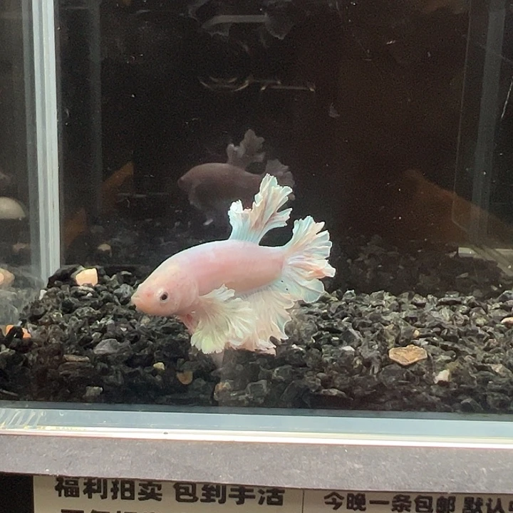 斗鱼竞拍跑单4日85