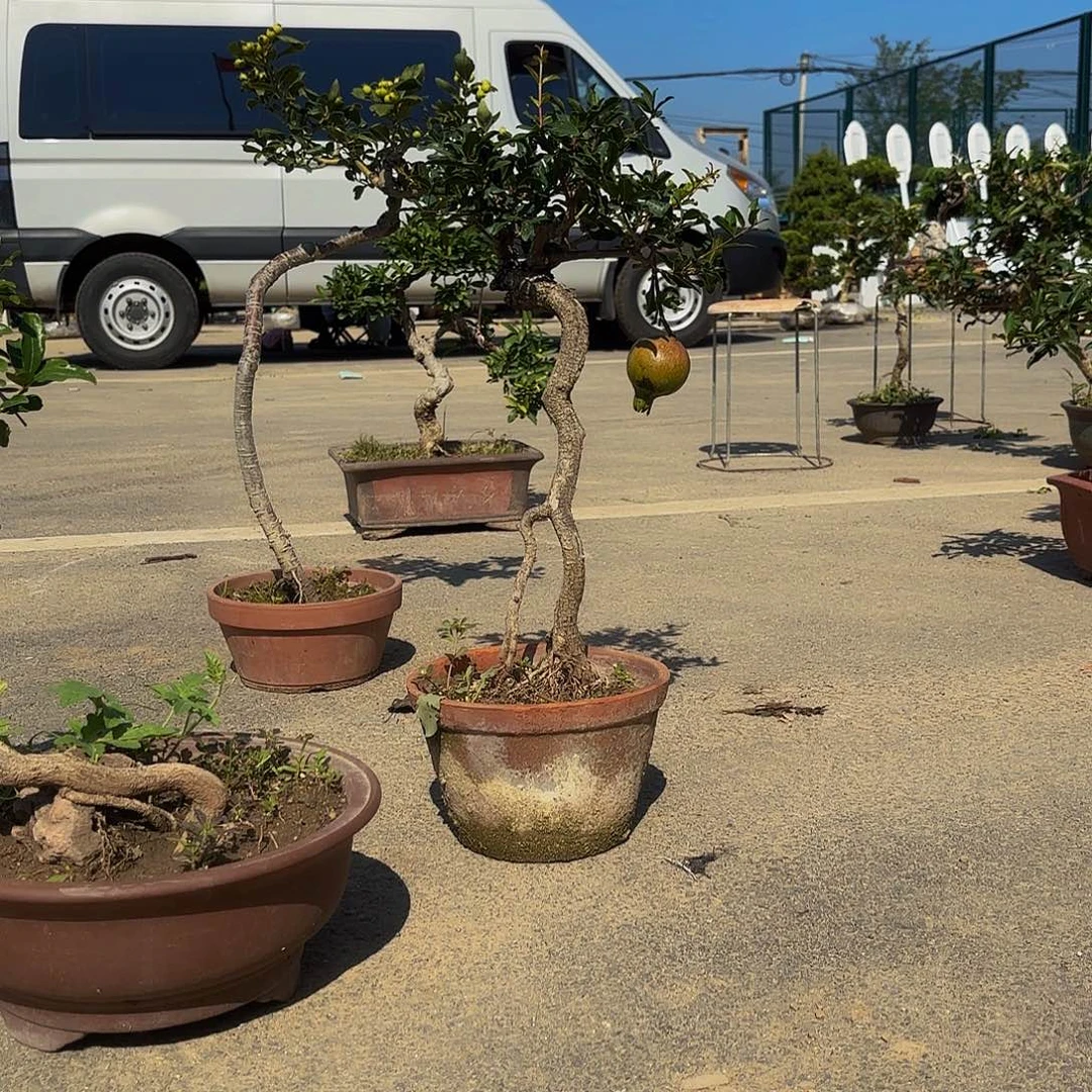 完全开放石榴盆景造型盆栽花卉