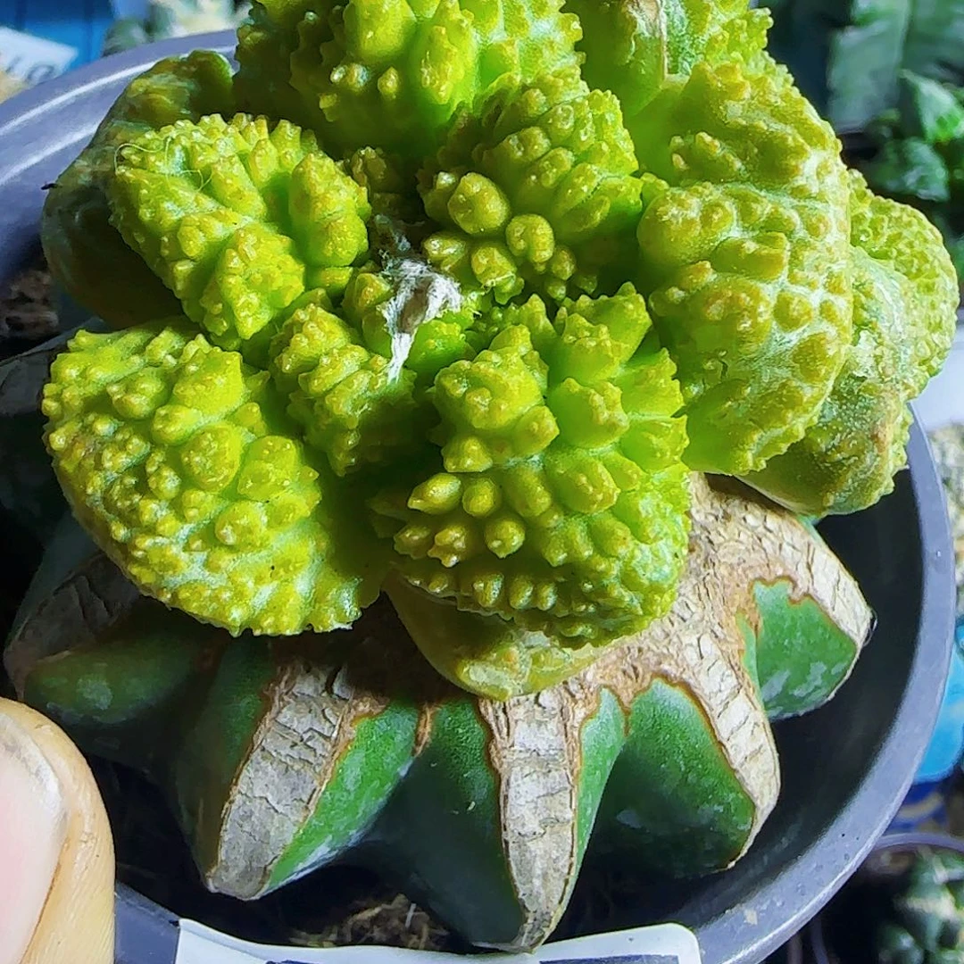 哥斯拉锦群头487。