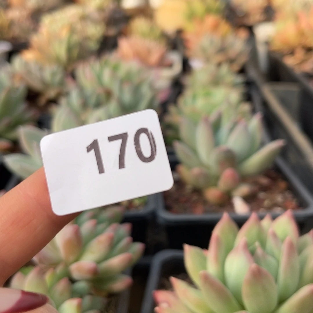 小***绉170。   1111111111111